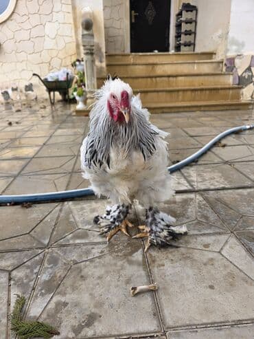 Brama 6 aylıq cüt 80 mamat tək 50 manat ünvan hövsan