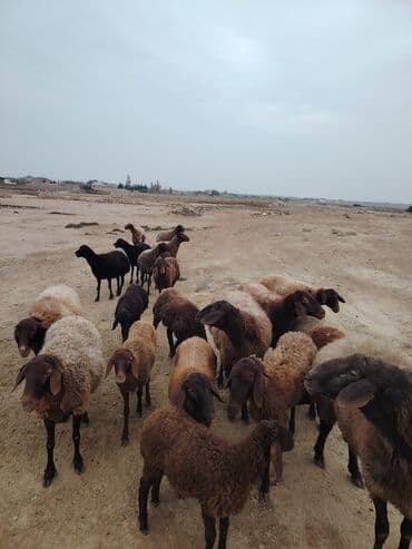 simental inekler azerbaycanda: Qala cinsi qoyunlar razılaşma yolu ilə — 13
