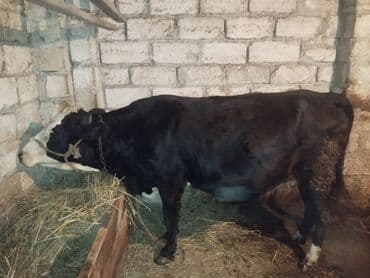 Зоотовары: Самка, Simental, лет: 6, Самовывоз — 2