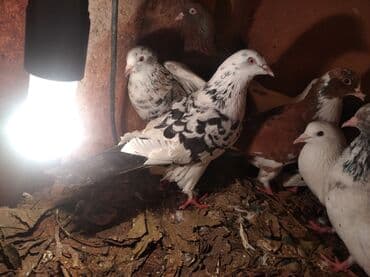 alabaxta quşu: Məhsul: Ev göyərçinləri – müxtəlif rəng və naxışlarda Təsvir: - — 2