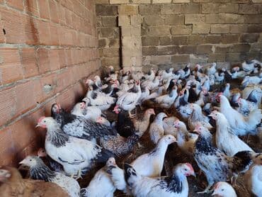 yumurtayan toyuq: Toyuq, Ətlik — 5