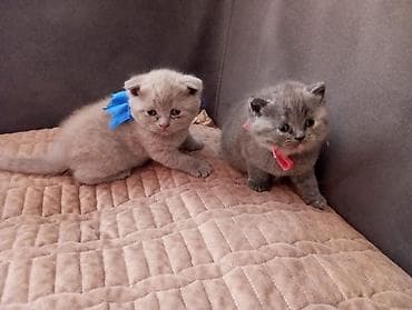 it adları oglan: Şotland yastı qulaq, Dişi — 6