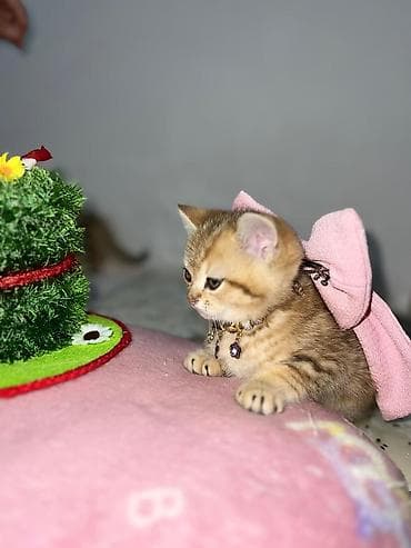 Qızıl şinşilla, Dişi