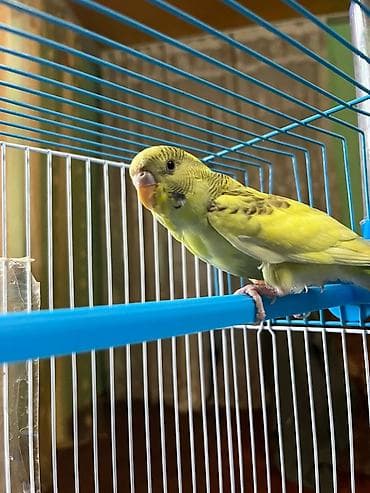 danisan papuqay: 🦜 Satılır – 5 Aylıq Dişi Papuqay 🦜 Sağlam, aktiv və öyrəşmiş dişi — 2