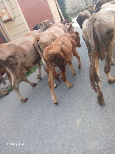 cins ineklerin satisi 2019: Cox tecili satilir erkek dana qiymetinden qat qat qsagi — 2