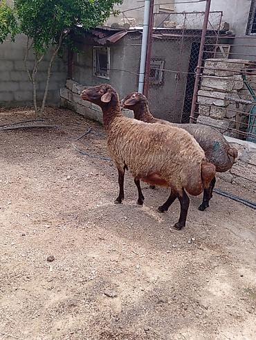 afcarka satışı: Dişi, Qala, il: 2, 90 kq, Damazlıq, Ünvandan götürmə — 7
