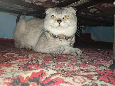 Şotland yastı qulaq