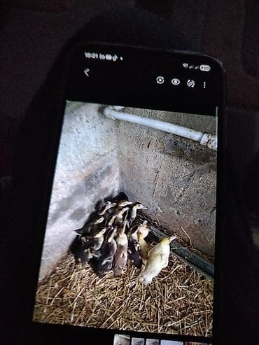 Akvariumlar: Digər quşlar — 1