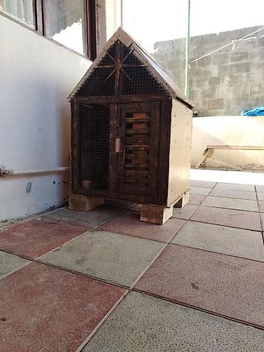 quzu satişi: Tecili satilir cüt xana 2 cut qus at bala al mosnu seydi — 1