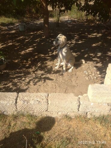 pulsuz itlerin verilmesi: İtlər — 1