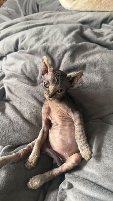 ev quş: Sfinks, Erkək, Yaxşı əllərə, Ünvandan götürmə — 7