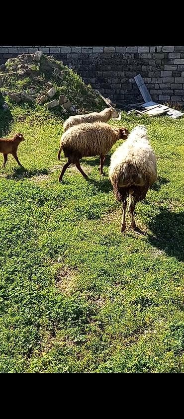 qoyun quba: Qoyunlar – ana və bala • Növ: yerli ətlik/yunlu qoyunlar • Say: bir — 3