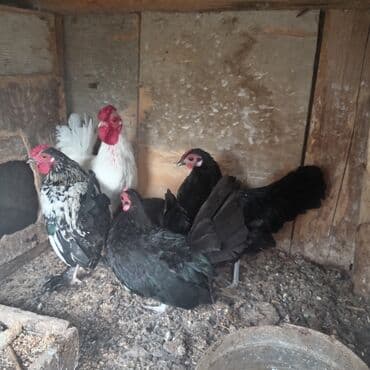 купить цыплят несушек: Курица, Для разведения — 3