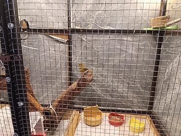 buğa heyvan: Böyük daxili quş volyeri 3 edet bulbul ikisi erkey biri disidir 2 cex — 6