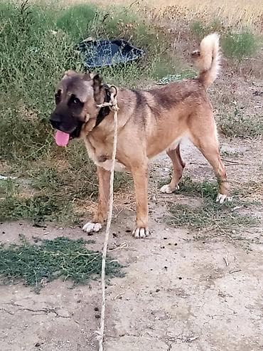 kangal iti satilir: Kanqal, Erkək — 3