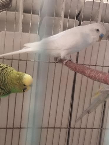 bala dana: 3 cüt tergitme tutuqusulardir 1 cüt altı balalidir 3 balasi var — 6