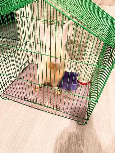 qəfəs: Yaşıl metal qəfəs – dovşan, gəmirici və ya xırda ev heyvanları üçün - — 1