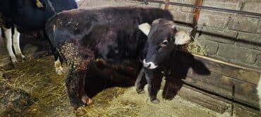 Heyvanlar üçün mallar: Satlıq buzov - Cins: yerli südlük-ətlik istiqamət - Rəng: qara, alnı — 1