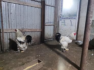 Heyvanlar: Xoruz, Brama, il: 1, Ünvandan götürmə — 1