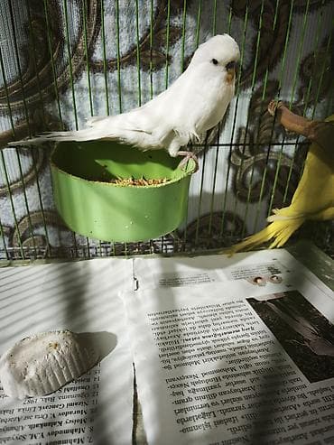 Собаки: Çex erkək 1 yaşı var hazır quşdu 40 m — 2