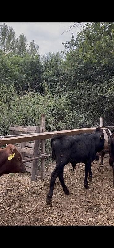 cins piwikler: 🐂 3–5 AYLIQ ERKƏK DANALAR SATILIR! 📌 28 baş erkək dana mövcuddur. 📌 — 9