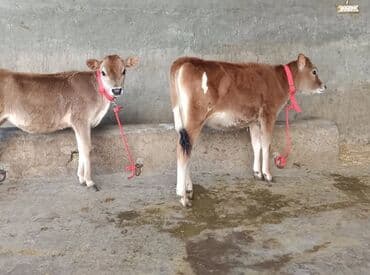 Toyuqlar: Satışda: 2 baş buzov Xüsusiyyətlər: - Cins tipajı: Jersey (süd — 5