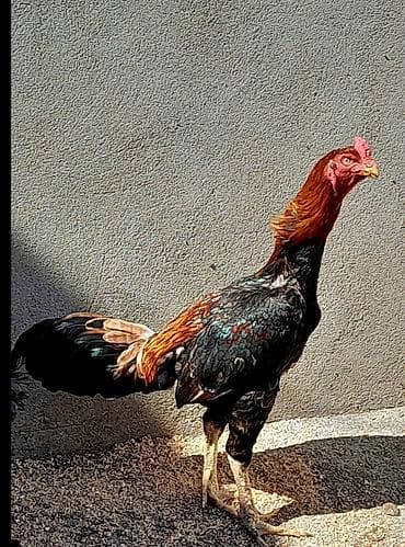 papuqay type 1: Heyratı xoruz satılır. Cinsi brazil, 1 yaş 6 aylıqdır. Bala almışam — 7
