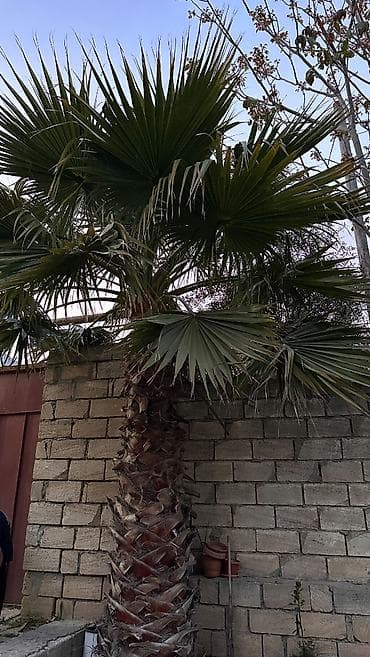 ştil satışı: Washingtonia robusta (Washington növü) Palma ağacı satılır,real — 2