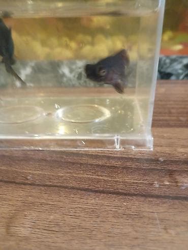 nemo balığı: Teleskop balığı, Sülhsevər — 2