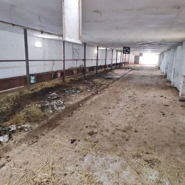 vasitəcisiz birbaşa sahibindən mənzil kirayələmək: Kənd təsərrüfatı, Mülkiyyətçi, Bələdiyyə, Kupça (Çıxarış) — 18