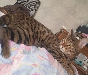 мейн кун купить в баку: Benqal — 2