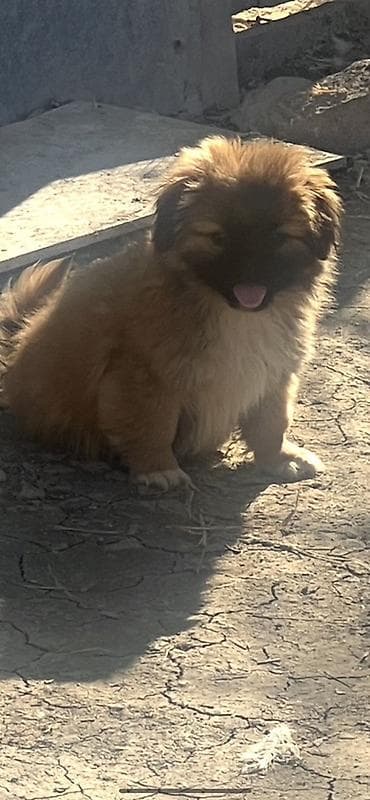Quşlar: Pekines — 2