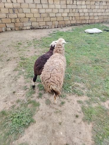 tap az arpa satisi: 1 dişi 1 erkey cut satlır ag dişidi zehmet olmasa cidi alcılar narahat — 4