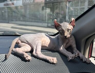 sallaq qulaq pişik: Sfinks, Erkək — 2