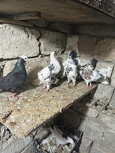 karella quş: Sağlam heyvanlardi kurdaxanidadi istəyən maraqlana biler — 3