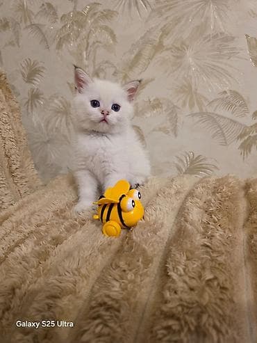 britan pisik: Britan — 3