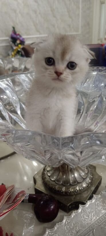 Аквариумы: Шотландская, Самка, В добрые руки, Самовывоз, Бесплатная доставка, Платная доставка — 3