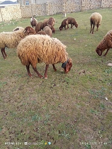 dovşan haqqında məlumat: Erkey toğulu satılır istəyən olsa yazsın video sun atım baxın real — 6