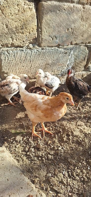 cuca: Toyuq cücələri, Damazlıq, Ödənişli çatdırılma — 5