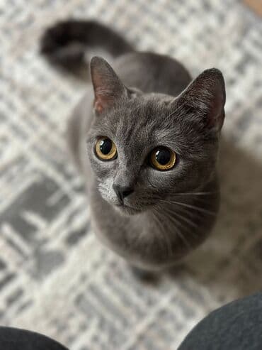 Собаки: Британская, Самка, В добрые руки — 3