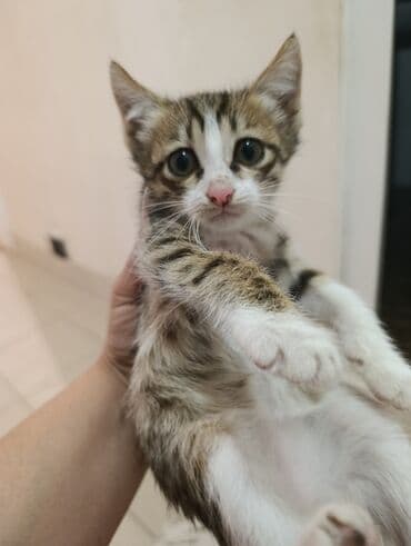 где можно купить котенка: Tabbi, Yaxşı əllərə — 2