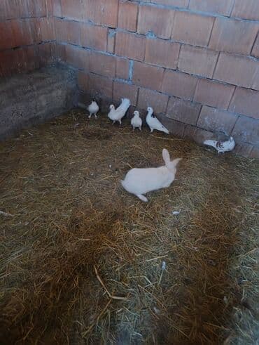 cins inekler: Salam.dovşanların qıymeti 13azn qöyerçınlerın biri 7azn. Barter var — 1