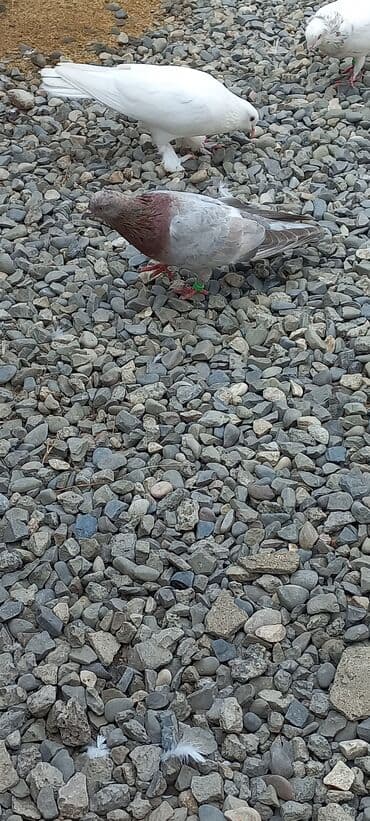 göyercin yuvası: Məhsul: Qüvvətli uçuş və baxımlı görünüşə malik ev göyərçinləri — 36