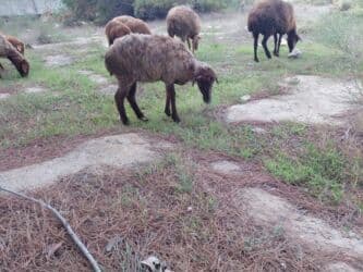 balasına süd vermeyen qoyun: Qoyunlar – yerli ətlik/südlük sürüdən - Növ: yerli qoyun (qəhvəyi — 4