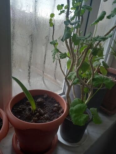 atatürk gülü qiymeti: İç məkan üçün canlı dekorativ güllər və sukulentlər - Amaryllis — 4