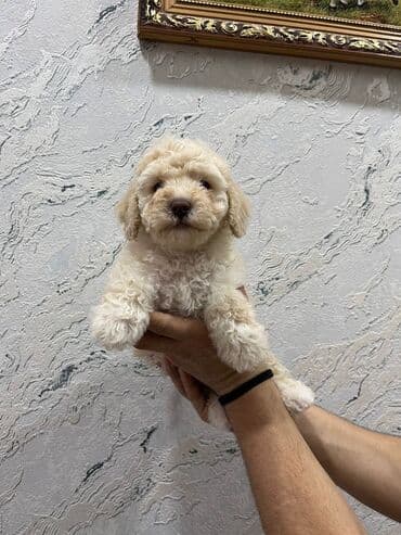 pitbull satılır: Pudel, 2 ay, Erkek — 3