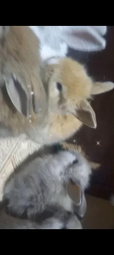 Akvariumlar: Cins ve yerli dovşan balalari. Böyuyen ve boyumeyen. Tek ve top — 4