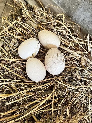 qax heyvan: Amerikan bronz hinduşka yumurtası Tam mayali yumurtadir. Real alıcılar — 1