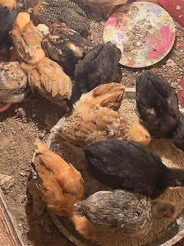 toyuq evi: Toyuq cücələri, Damazlıq, Ünvandan götürmə — 3