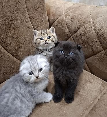 Pişiklər: Şotland yastı qulaq — 1